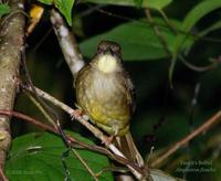 Finsch's Bulbul