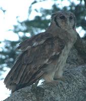 Verreaux's Eagle-Owl p.202