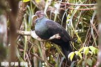 アカガシラカラスバトColumba janthina nitens