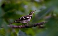 forest-wagtail