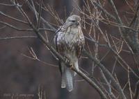 Common Buzzard Buteo buteo 말똥가리