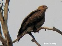 Whistling Kite