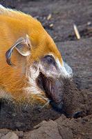 Red River Hog Potamochoerus porcus