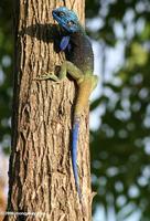 Blue-headed tree agama (Acanthocerus atricollis)