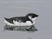 Little Auk (Alle alle)