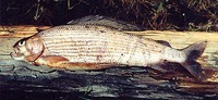 Amur Grayling Thymallus grubii