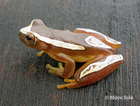 : Dendropsophus elegans; Elegant Forest Treefrog