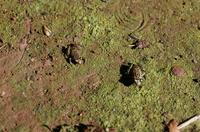 : Eleutherodactylus planirostris; Greenhouse Frog