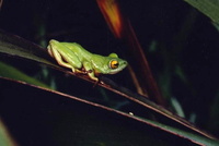 : Hyperolius tuberilinguis; Tinker Reed Frog