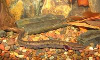 : Necturus maculosus louisianensis; Red River Mudpuppy