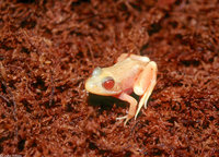 : Rana catesbeiana; Albino Bullfrog