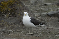 : Larus dominicanus; Kelp Gull