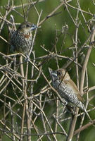 : Lonchura punctulata; Scaly-breasted Munia