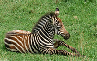 : Equus burchellii; Burchell's Zebra