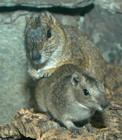 : Kerodon rupestris; Rock Cavy