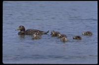 : Tachyeres brachypterus; Falkland Steamerduck