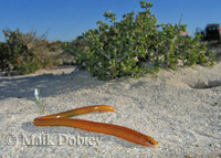 : Acantias lineatus tristis; Striped Legless Skink