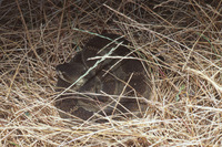 : Crotalus viridis oreganus; Northern Pacific Rattlesnake