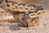 : Pituophis melanoleucus; Gopher Snake