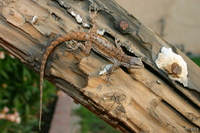 : Urosaurus ornatus; Ornate Tree Lizard