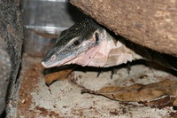 : Varanus jobiensis; Peachthroat Monitor