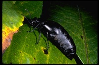 : Meloe strigulosus; Blister Beetle