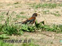 Turdus rubrocanus Grey-headed Thrush 灰頭鶇 074-009