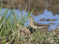 밭종다리 [water pipit]