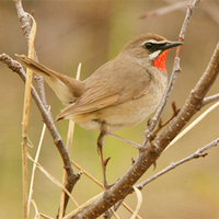 Siberian Rubythroat