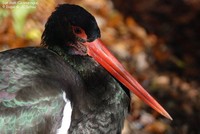 Sort stork (Ciconia nigra) Foto/billede af