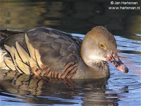 Eyton's (Plumed) Whistling duck  Dendrocygna eytoni