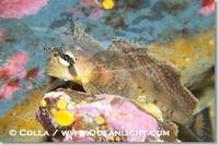 ...Image 13704, Sailfin sculpin., Nautichthys oculofasciatus, Phillip Colla, all rights reserved wo