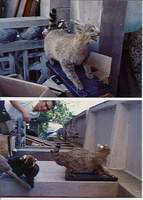 사막고양이 Felis bieti Chinese Mountain Cat