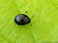 Sphaerius acaroides