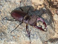 Lucanus cervus turcicus