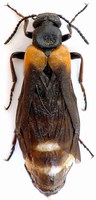 Sitaris muralis
