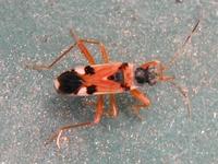 Beosus quadripunctatus
