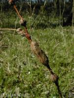 Diastrophus rubi