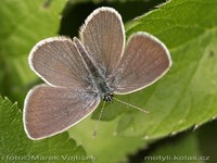 Cupido minimus - Little Blue