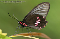 Papilio polytes - Common Mormon