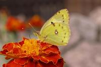 Colias hyale - Pale Clouded Yellow