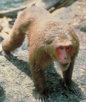 Stump-tailed macaque (Macaca arctoides)