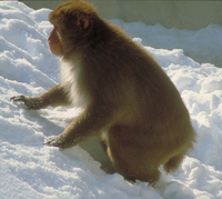 Japanese macaque (Macaca fuscata)