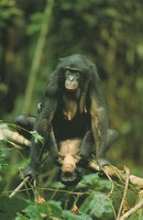 photograph of bonobos having sex