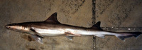 Mustelus norrisi, Narrowfin smooth-hound: fisheries