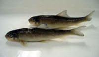 Moxostoma lachneri, Greater jumprock: