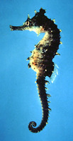 Hippocampus erectus, Lined seahorse: fisheries, aquarium