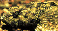 Cottus bairdii, Mottled sculpin: