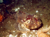 Enophrys bison, Buffalo sculpin: gamefish, aquarium