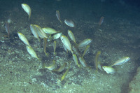Siganus canaliculatus, White-spotted spinefoot: fisheries, aquaculture